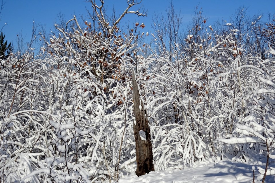 240222_linda-derkacz burnt tree in snow