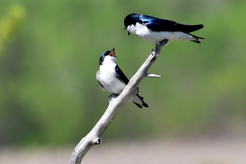240522_chris blomme arguing tree swallows