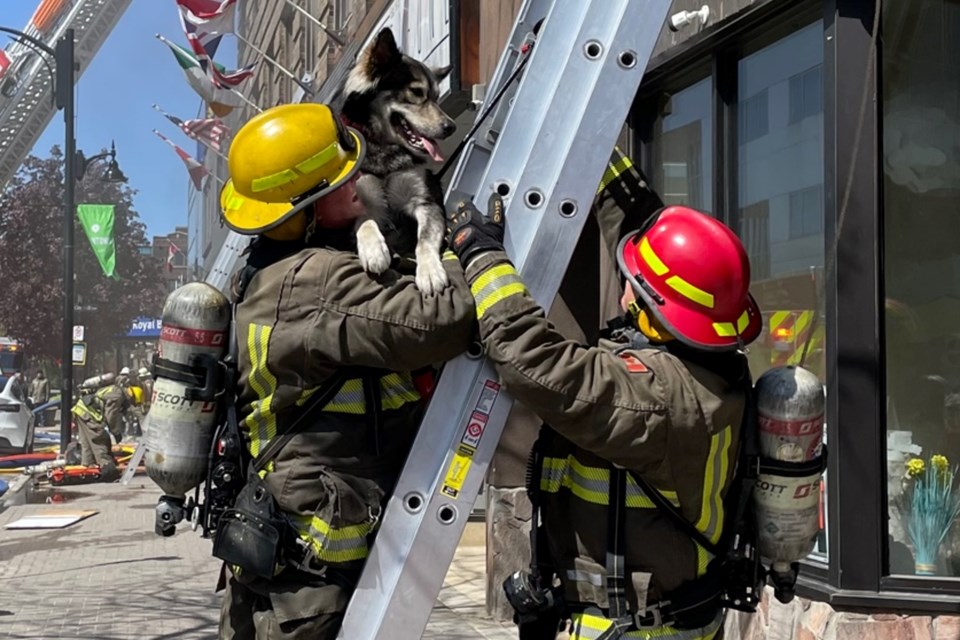 Greater Sudbury firefighters rescue a dog from a second floor apartment while battling a blaze in a multi-storey building on Durham Street on May 24.