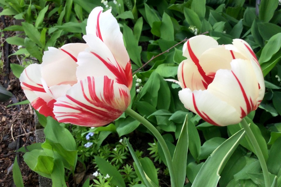 250522_jacqulyn moffatt tulips blooming