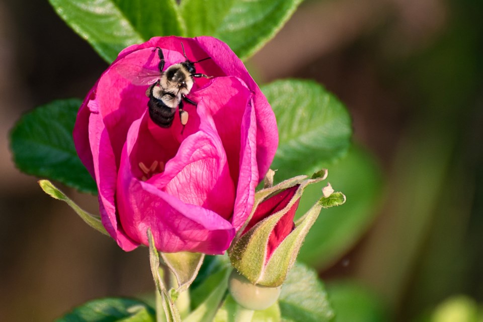 250623_george-bardeggia-busy-bee