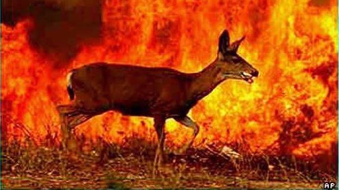 A popular Facebook post suggests animals fleeing fires might end up in people's backyards, and suggests being prepared for that by, for instance, leaving out water for frightened woodland creatures to drink. 
(Photo: Associated Press)