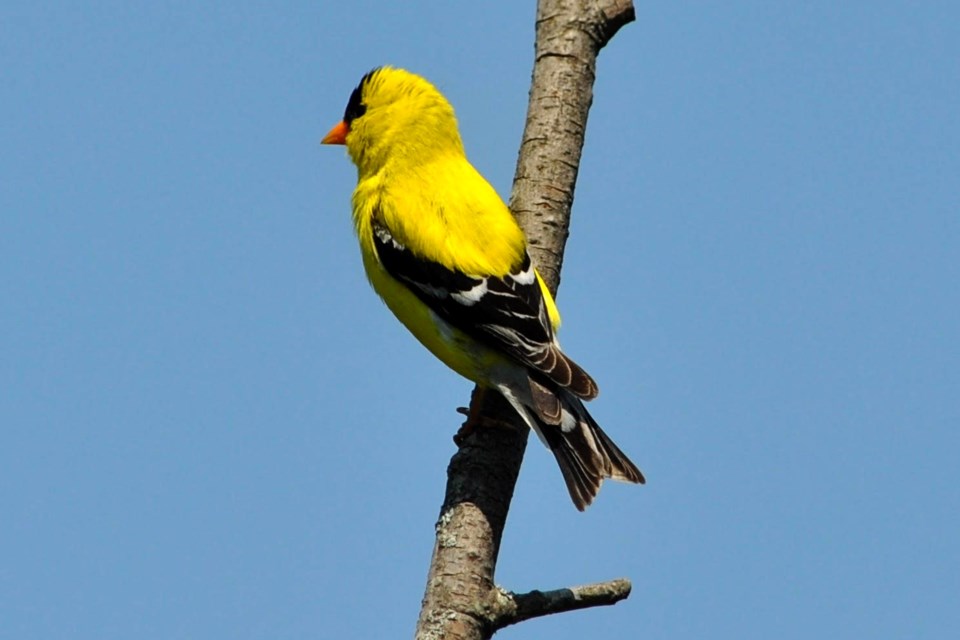 250722_paul truskoski american goldfinch