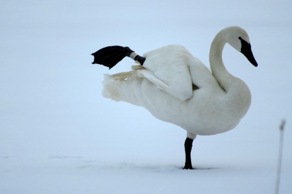 260123_chris-blomme-trumpeter-swan-stretching-fielding-park
