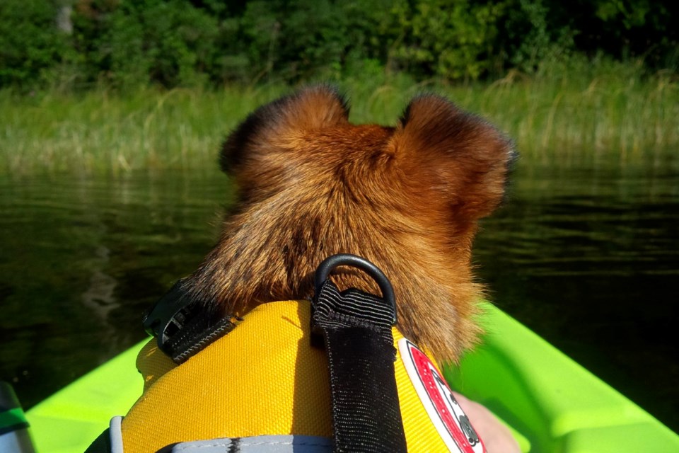 260522_jaana pirnes dog brussels griffon finn kayaking french river