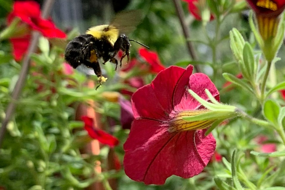 260722_nancy leet busy bees