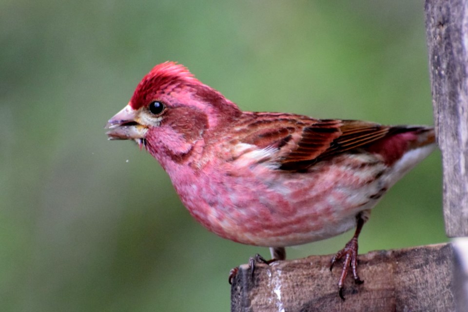270422_chris blomme purple finch lively
