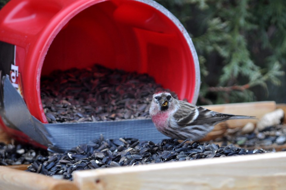 280322_linda-couture red poll at feeder