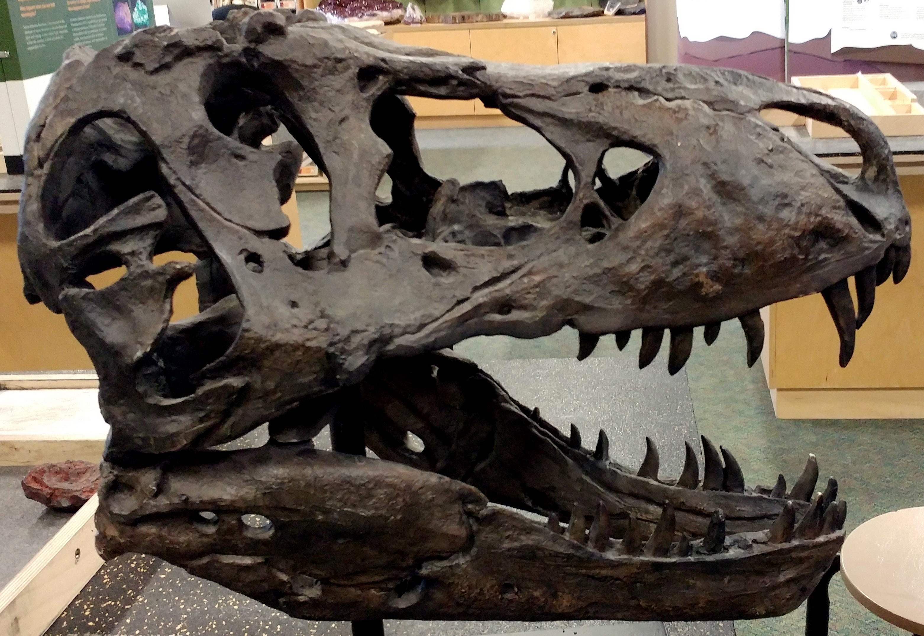 A T. Rex Sold for $31.8 Million, and Paleontologists Are Worried