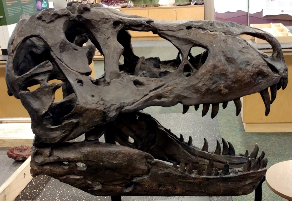 280420_Discover-clp-canadian-dinosaurs-albertasaurus