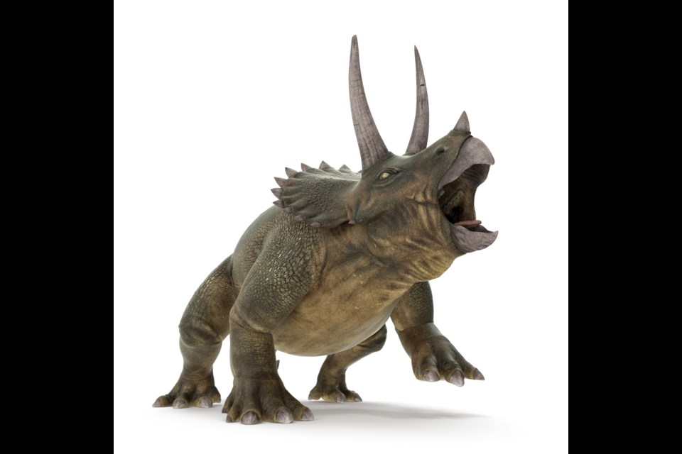 3D rendering of a Triceratops. (Adobe Stock)