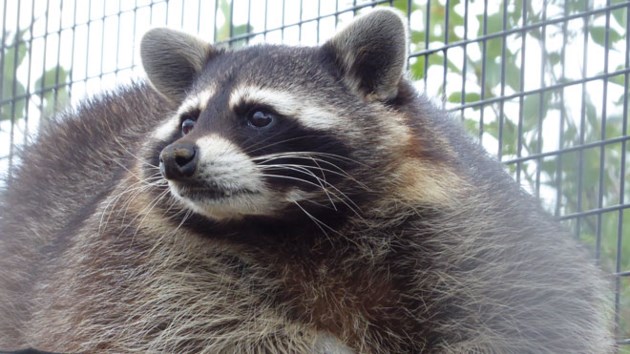 lu researchers urban raccoons getting fat on human food free commercial property listings