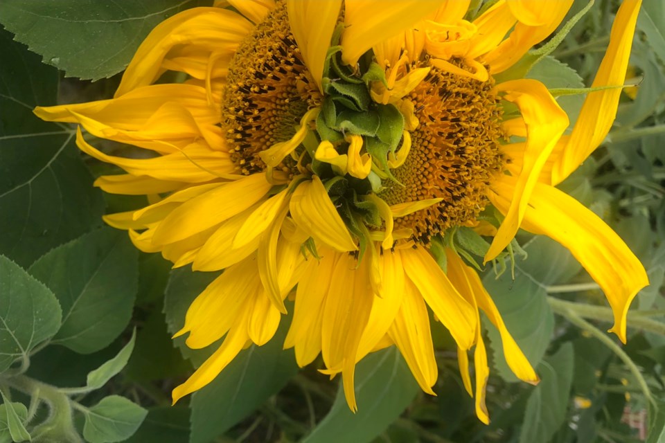 290824_supplied-siamese-sunflower-4