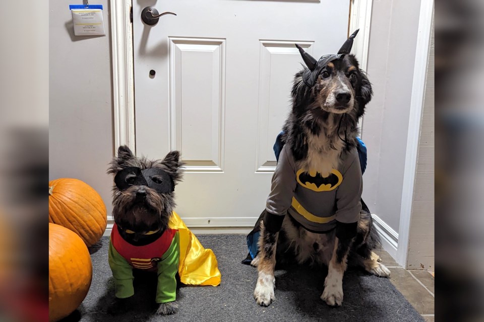 291024_supplied-pets-animals-halloween