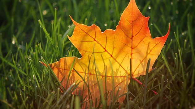 Fall fans rejoice: Much more gradual transition into winter this year ...