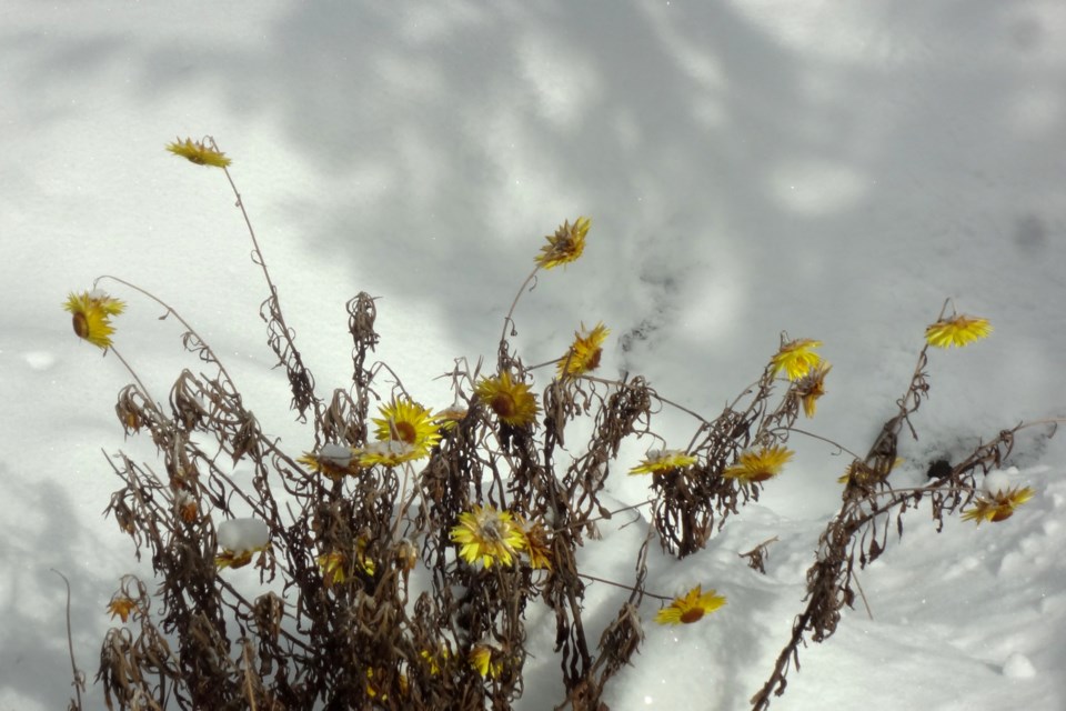 300123_diane-smith-strawflower-helichrysum-bracteatum-holds-colour-all-winter