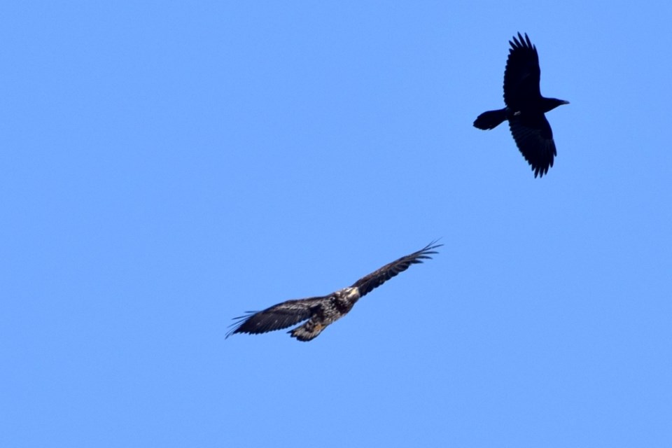 300322_chris blomme bald eagle and common raven at Kelly Lake