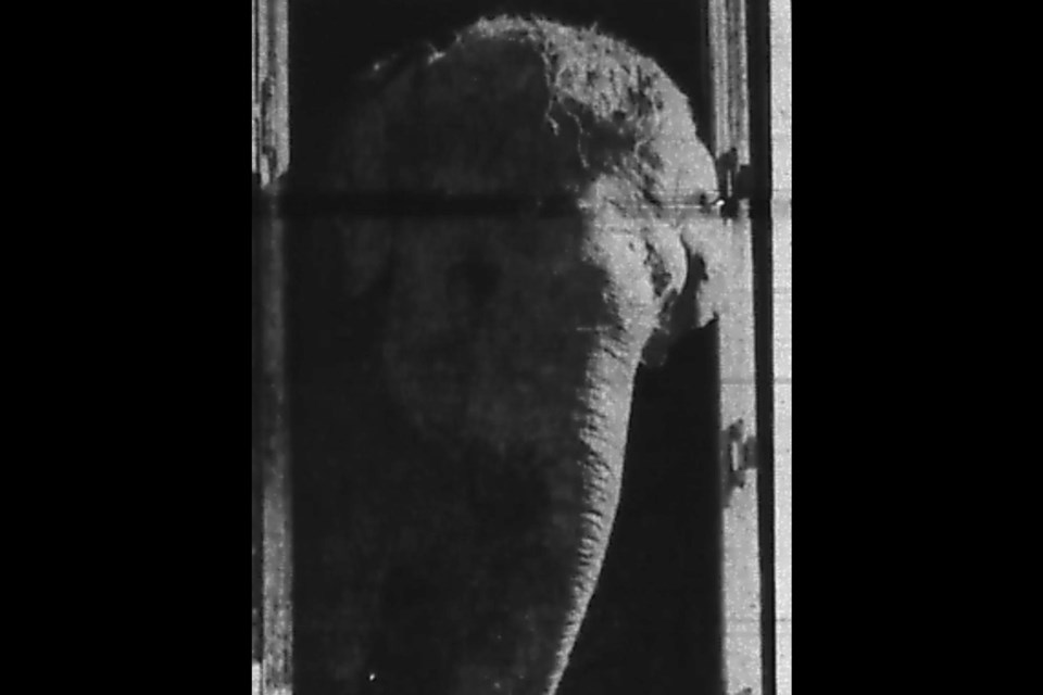 300424_supplied-then-now-tina-elephant2