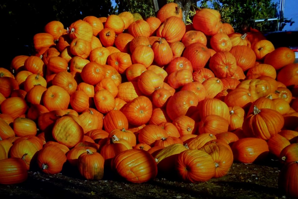 300922_derkacz_pumpkins