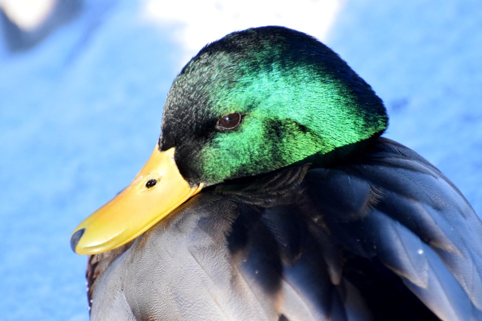 310122_chris-blomme mallard duck plumage fielding park