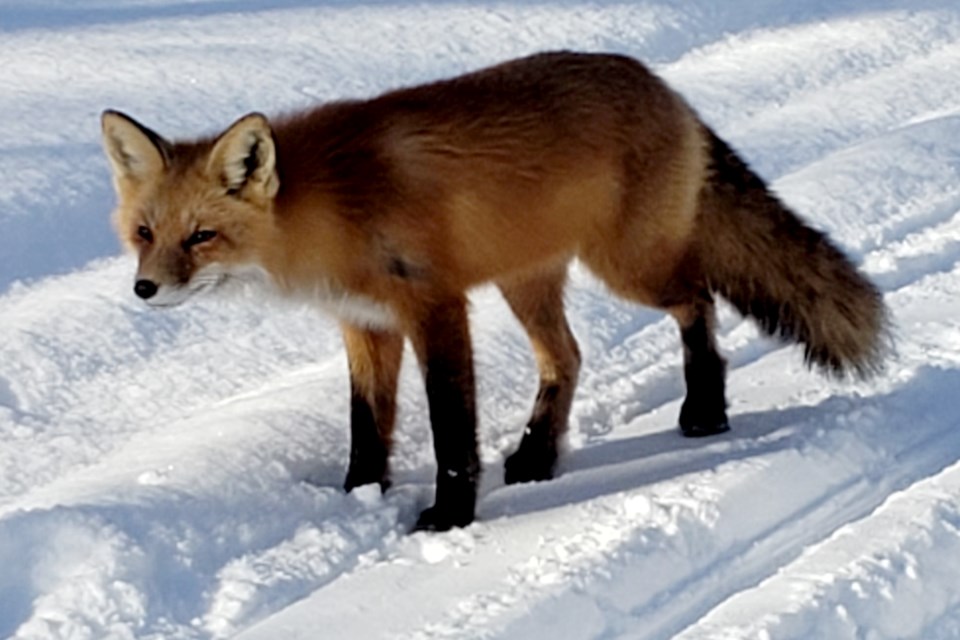 310122_denise-lelievre fox capreol ski trail
