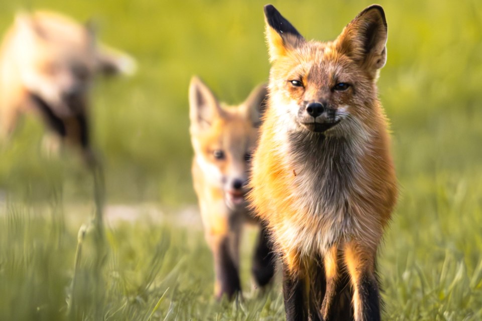 310523_kynan-beamish-fox-kits-val-caron