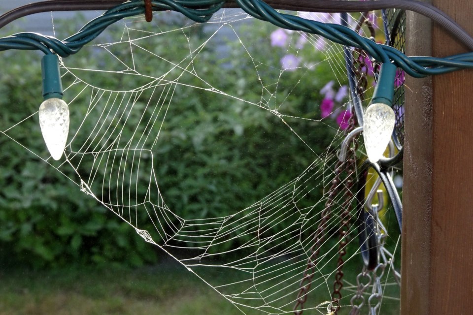 310722_linda derkacz spider web