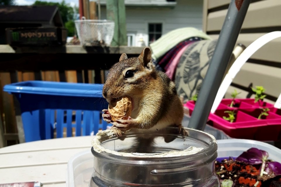 310722_lorraine-moss-squirrel-peanut