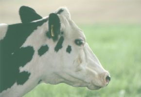 cow_picture