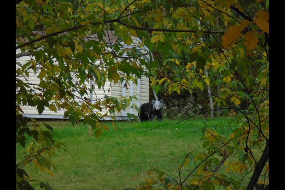 This is the photo Ron Lafontaine took of a white-headed black bear earlier this fall. One of his neighbours said the bear likely got its unusual appearance from rooting in her compost pile, where she'd dumped some ruined flour. Supplied photo.