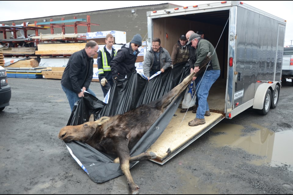 Ministry of Natural Resources and Forestry officials move a sedated moose into their vehicle. The moose was wandering around downtown Sudbury earlier today before it was finally cornered on Lorne Street. Photo by Arron Pickard.