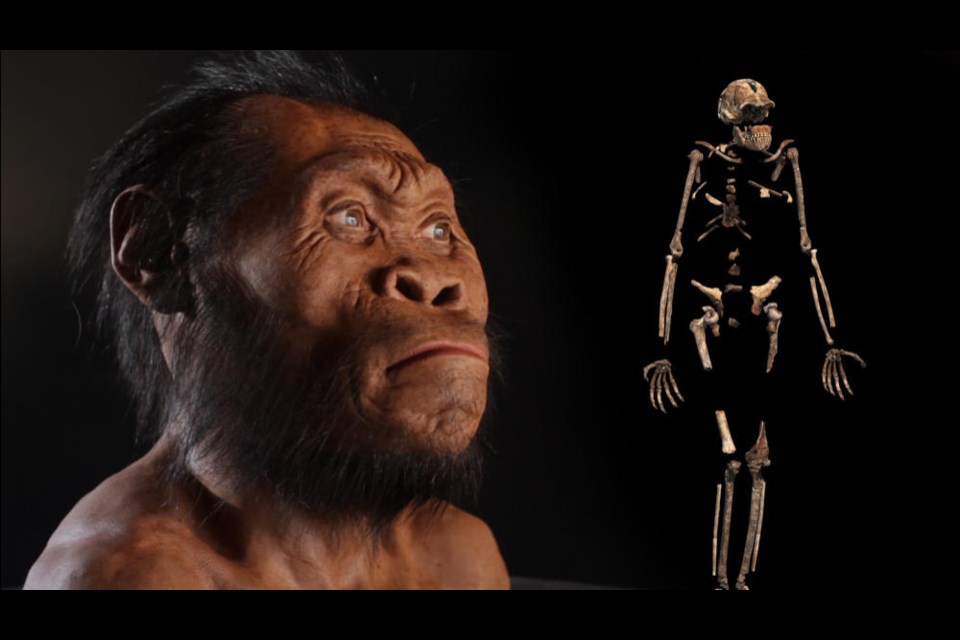 Matthew Tocheri helped to analyze the bones of homo naledi, a human ancestor. (National Geographic)