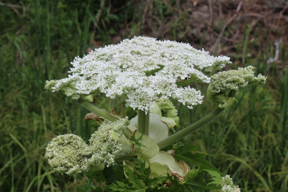 The discovery of a giant hogweed plant near Attlee Avenue is a cause for action, but not concern, says Greater Sudbury's manager of environmental planning initiatives. Photo by Darren MacDonald