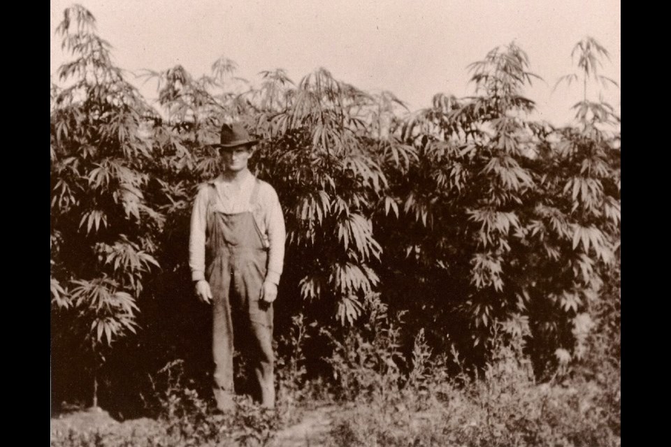 A farmer standing in front of his hemp crop in Seney, Michigan, circa 1920s. (Civilized.life)