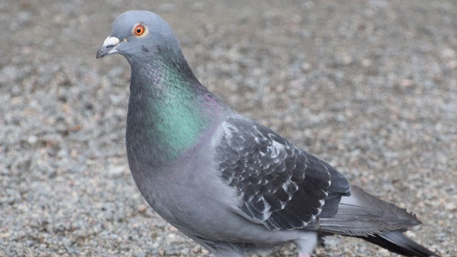 Pigeon