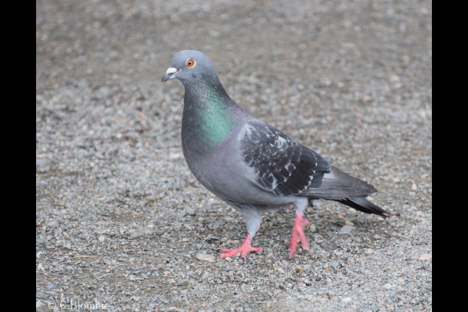 Rock pigeons, though not native to the North, have nevertheless adapted to life in Northern Ontario, since being introduced to North America in the 1890s in New York’s Central Park. Photo: Chris Blomme.