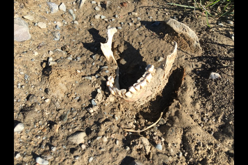 Martin Gagne, a resident of Fieldstone Drive, snapped this image of a possibly human lower jawbone, found in the Sunset Ridge neighbourhood in the Flour Mill on Sept. 30.