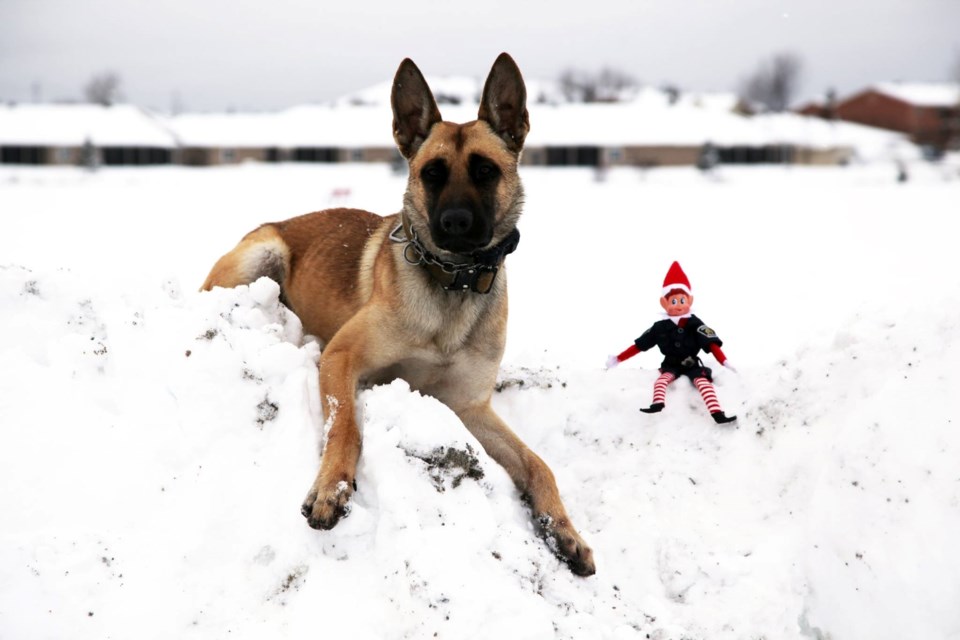  Leo the police dog is Greater Sudbury Police's newest member. He's seen here with Const. Nickel, the police service's Elf on the Shelf. Let's hope he doesn't mistake Const. Nickel for a chew toy. (Supplied/GSPS)