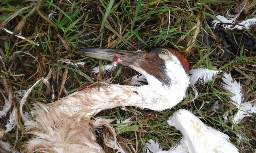 A whooping crane was killed on Barrie Island, off of Manitoulin Island, on May 5. (Supplied/Terry Lands and Nelson Jeffkins)