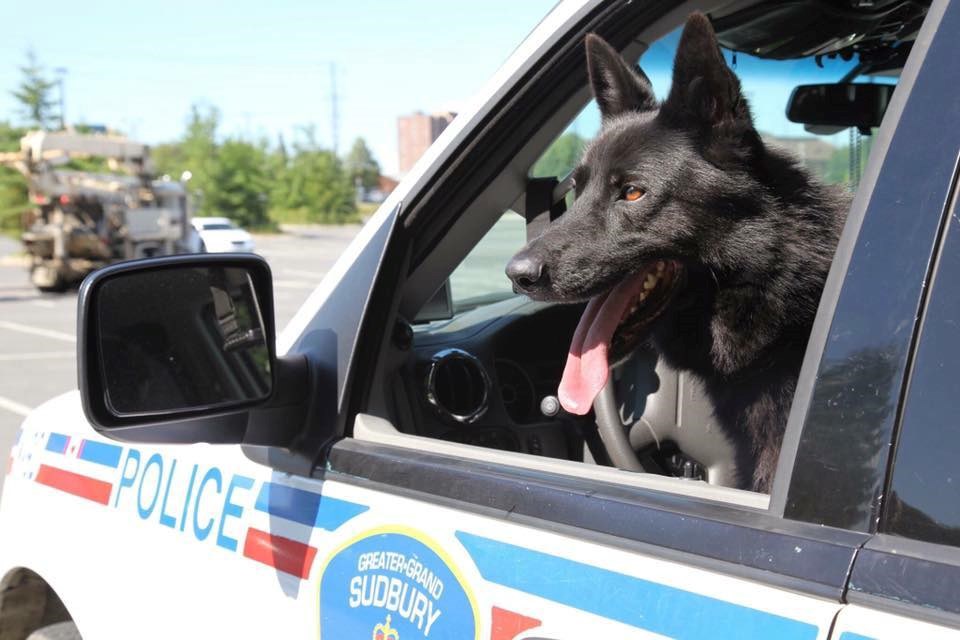 Greater Sudbury Police Service said goodbye this week to Apollo, which the service called one of its finest dogs. (GSPS image)