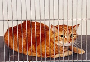 cats_cage_290