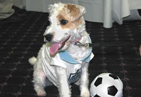 soccer_dog_290