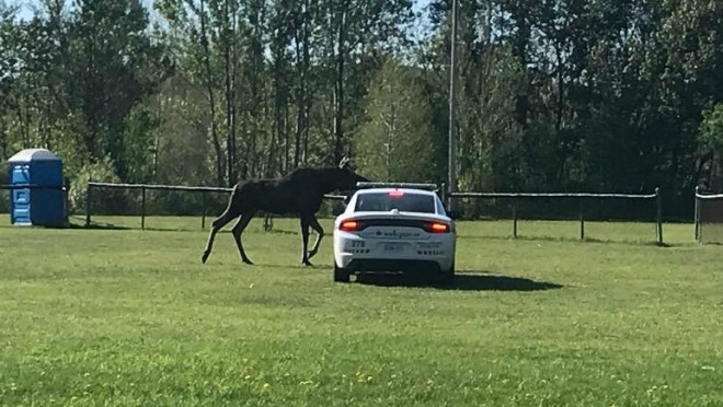 moosepolice