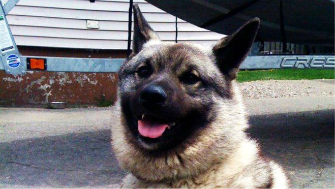 Tonka, an eight-year-old purebred norwegian elkhound, was attacked and killed Wednesday by two dogs, (Supplied)