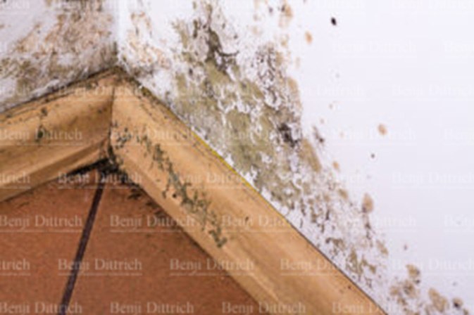 mold-benji-dittrich-construction_watermark