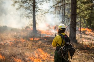 Eight new wildfires in northeast region confirmed today
