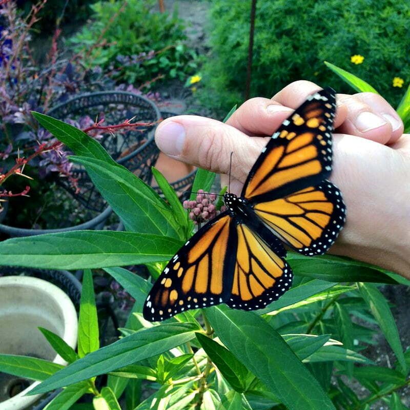 milkweed-for-monarchs-2015-1
