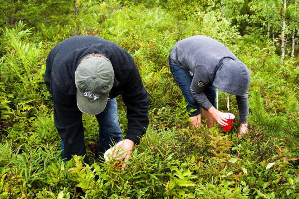 blueberry-picking