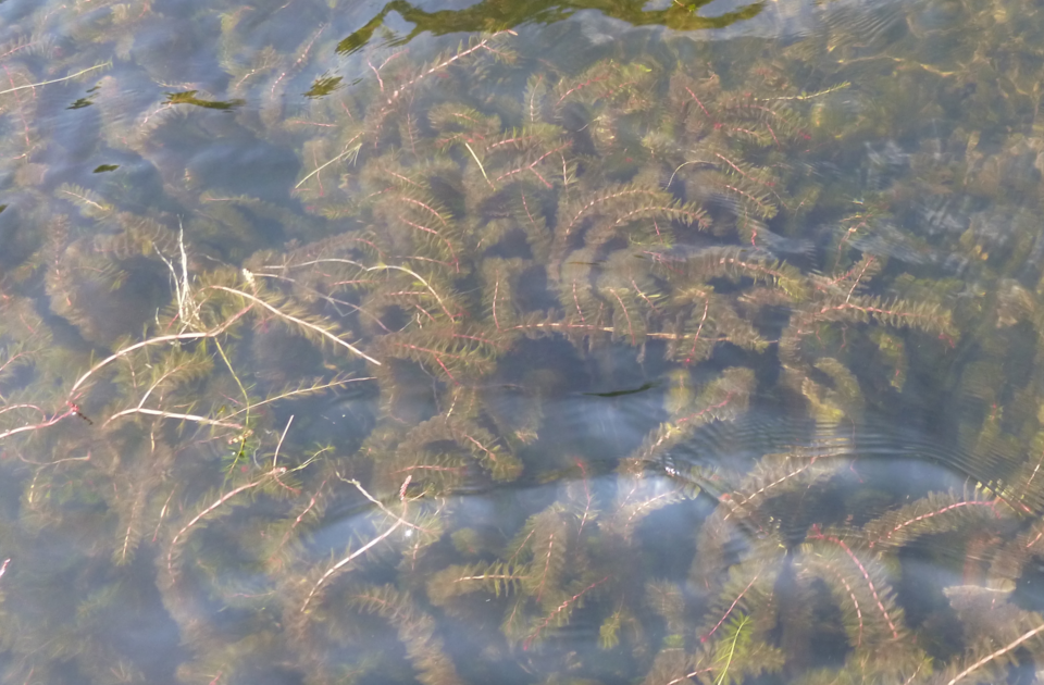 Milfoil Bed Cropped