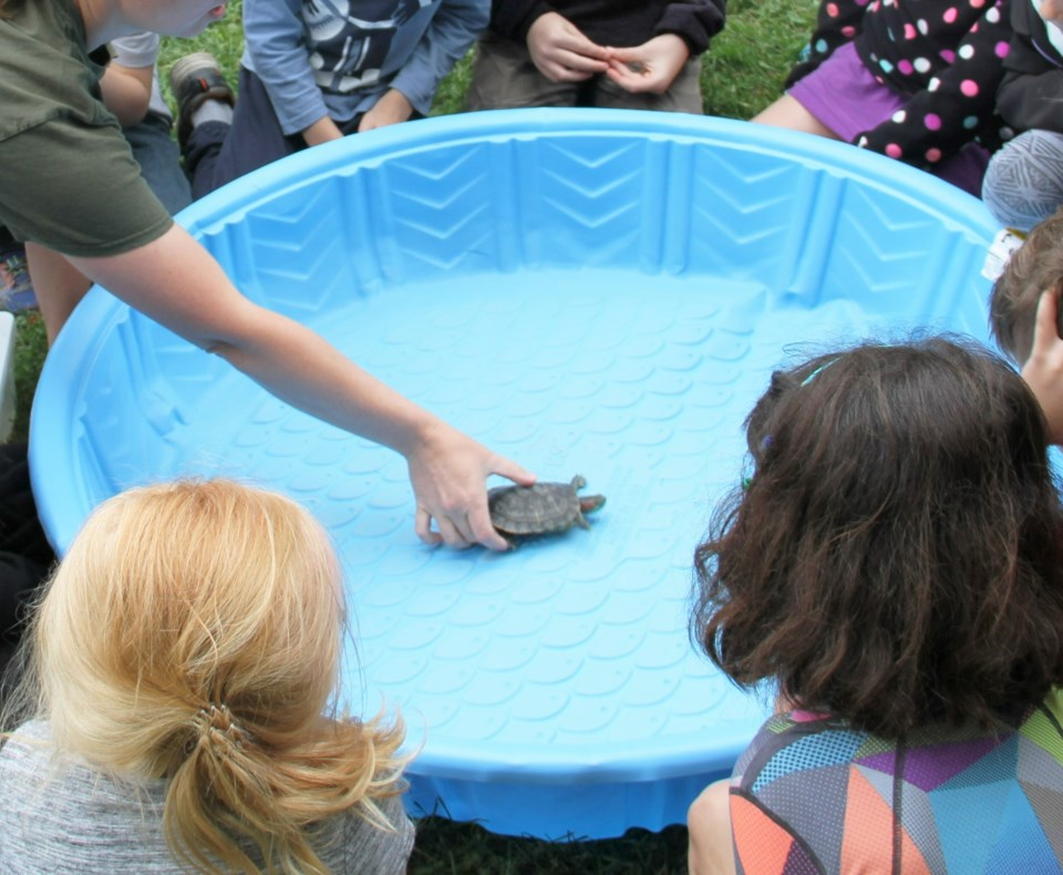 water-festival-turtle-station